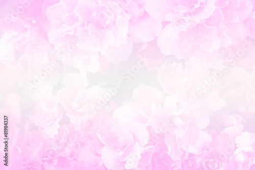 sweet color pink flower © lightsecond