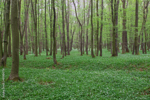 lane path in green spring forest full of white flowers landscape