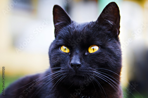 black cat