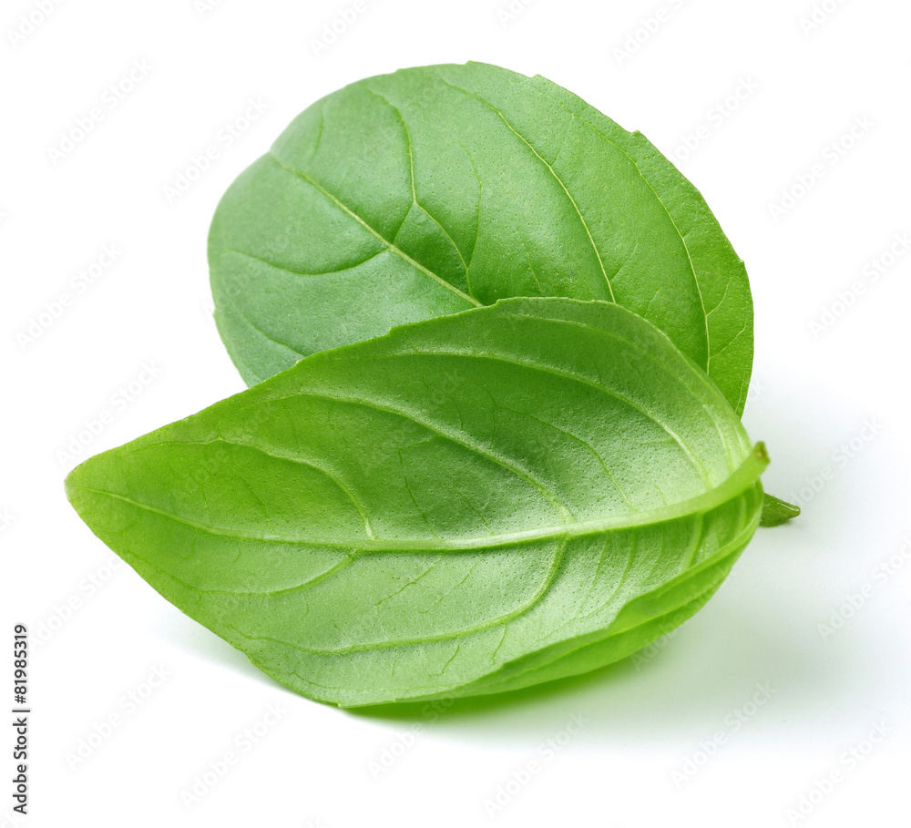 Fototapeta premium Basil