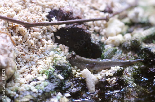 Periophthalmus novemradiatus, Pearses mudskippe, sitting at the edge of water photo