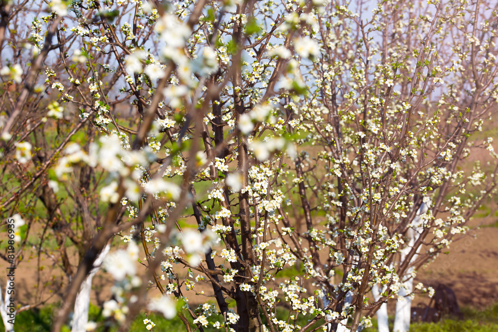 Beautiful blossom. Background with flowers on a spring day. Beautiful blossom. Background with flowers on a spring day.