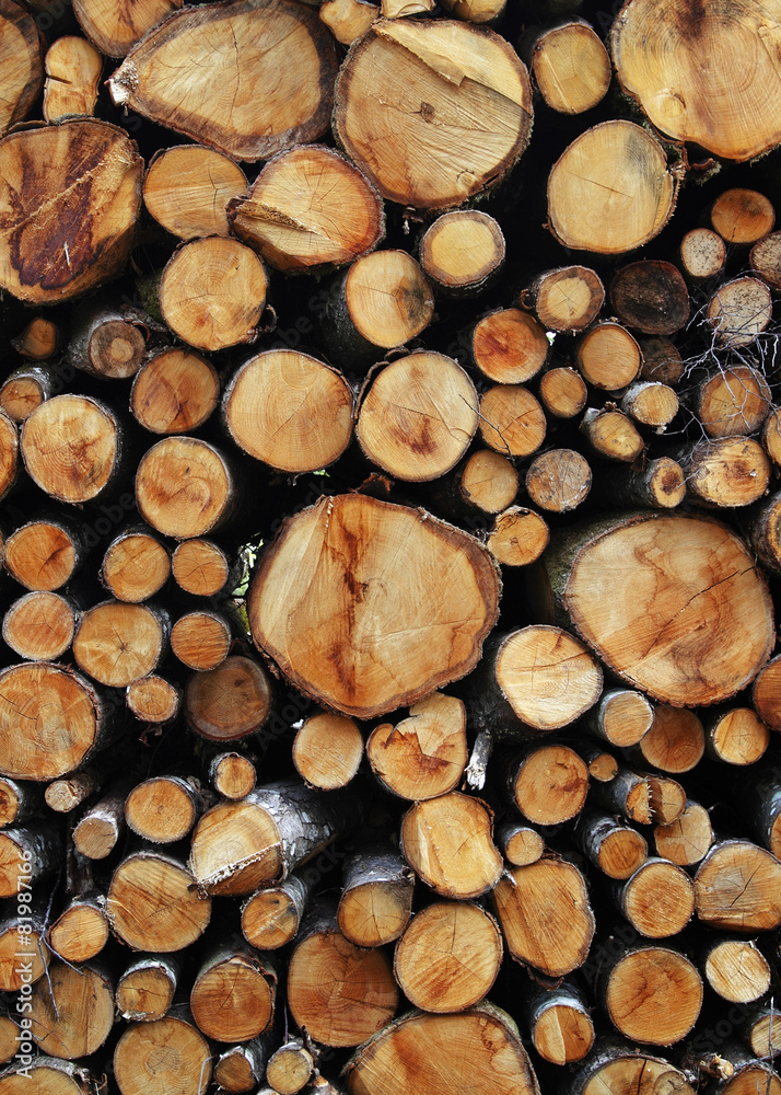 Holz Holz