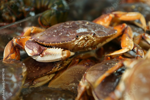 Seafood Market Live Dungeness Crabs