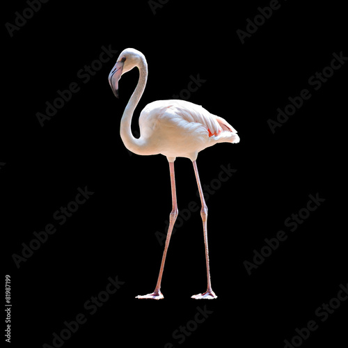 pink flamingo on black background