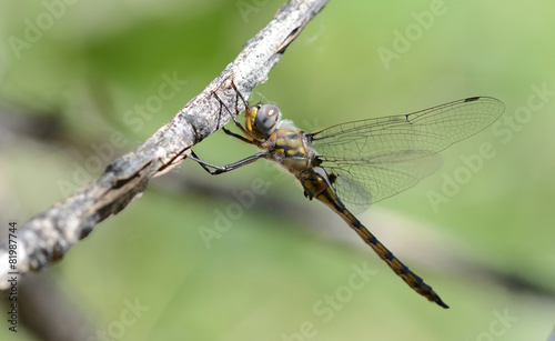 A Dot-winged Baskettail dragonfly rests on a branch in the after