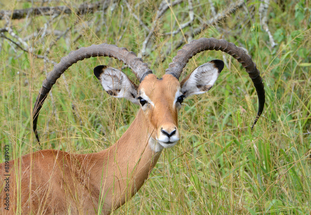 A male impala rests in the sun on the plains of East Africa in U