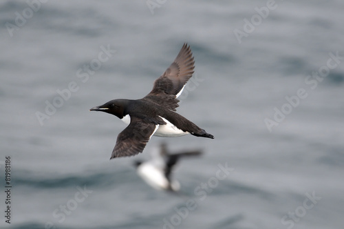 A Thick-billed Murre flies far off shore over the Arctic Ocean 