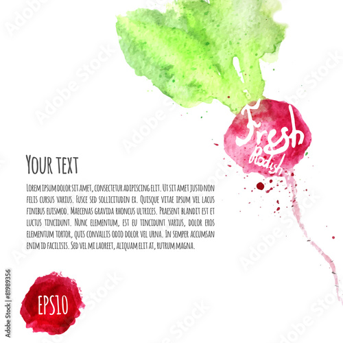 Vector set of watercolor colorful radish for your design. Vector