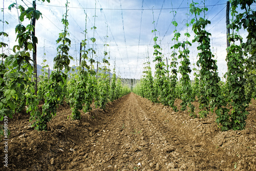 Hops field. Arable land. Making beer.