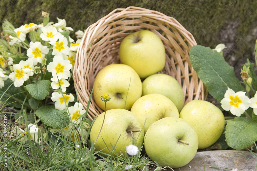 wicker basket with apples in the field