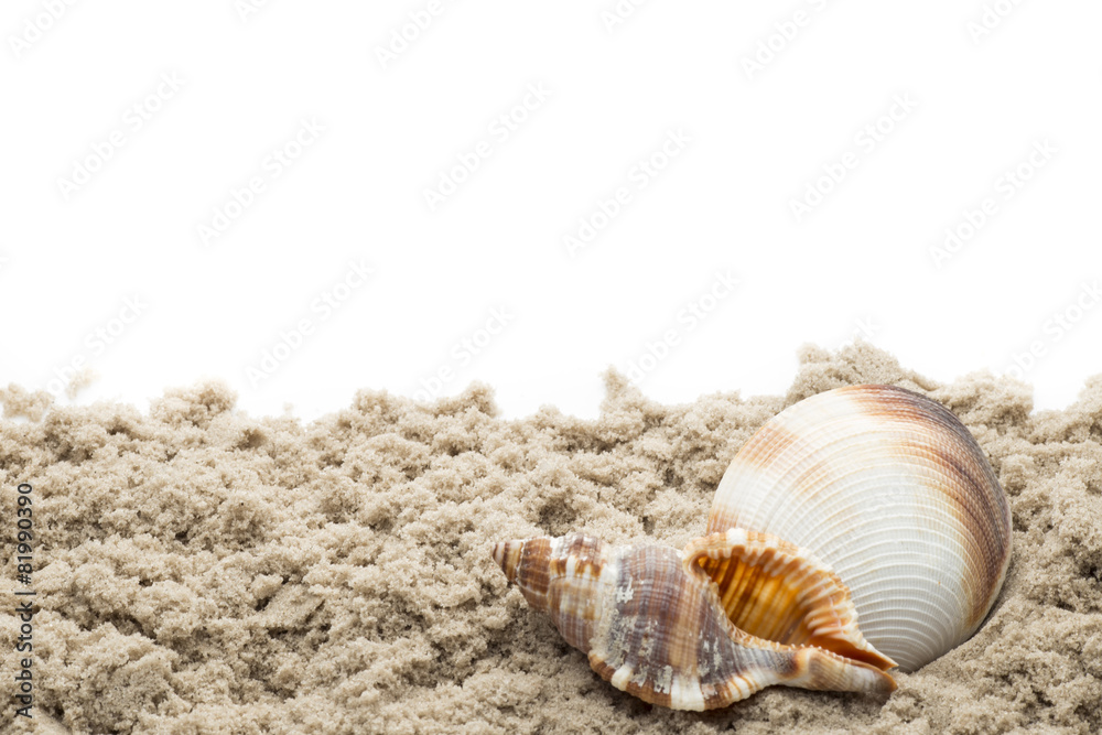 Scallop isolated on the white background. Scallop isolated on the white background.