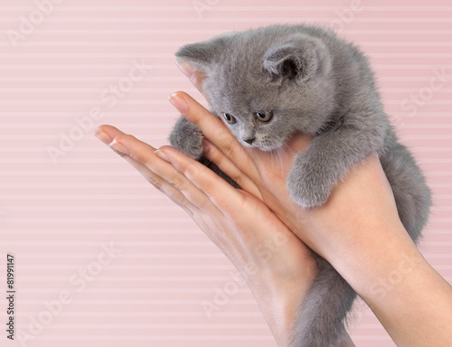 Human Hand. Holding kitten on a white background