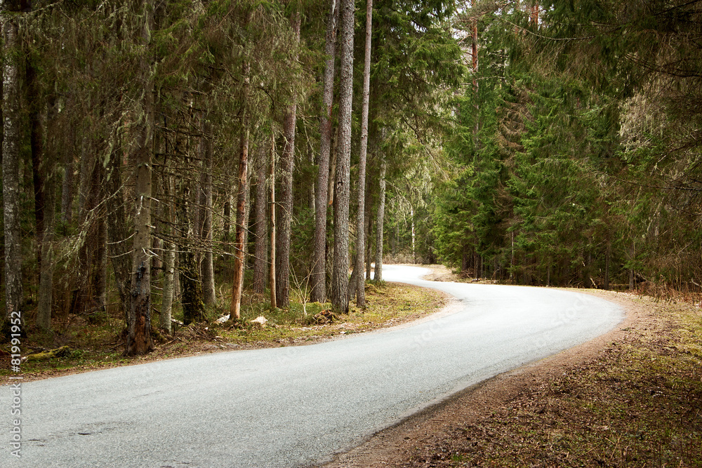 Obraz premium asphalt road in the forest