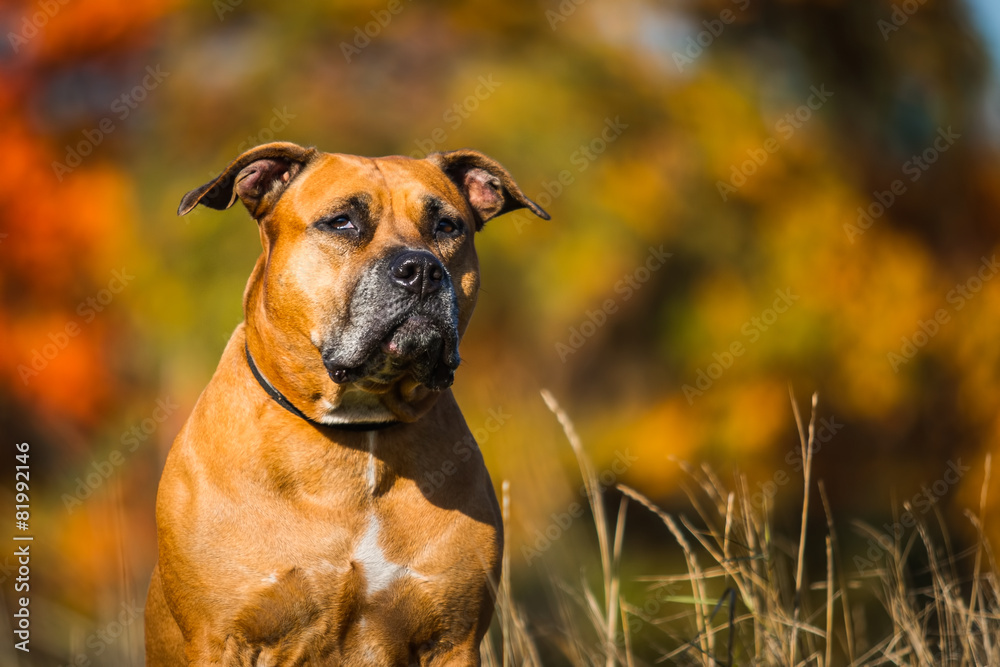 American Staffordshire Terrier