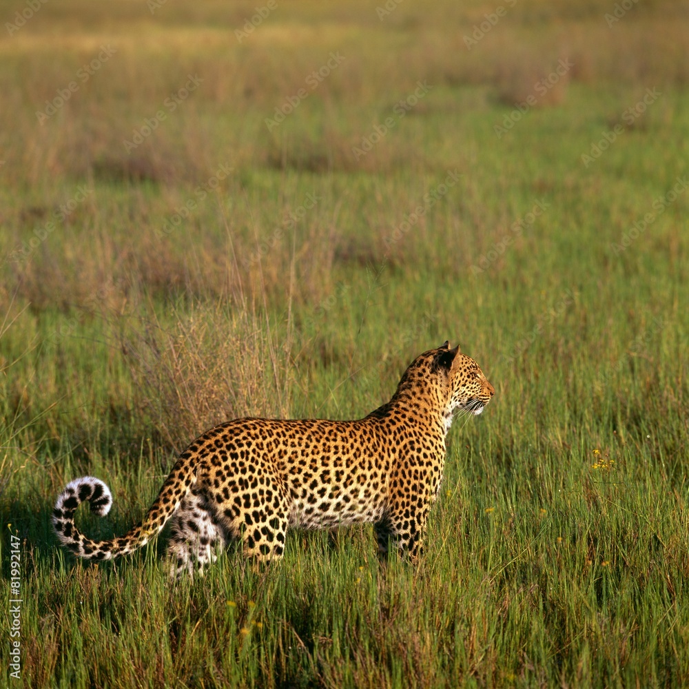 Obraz premium cheetah