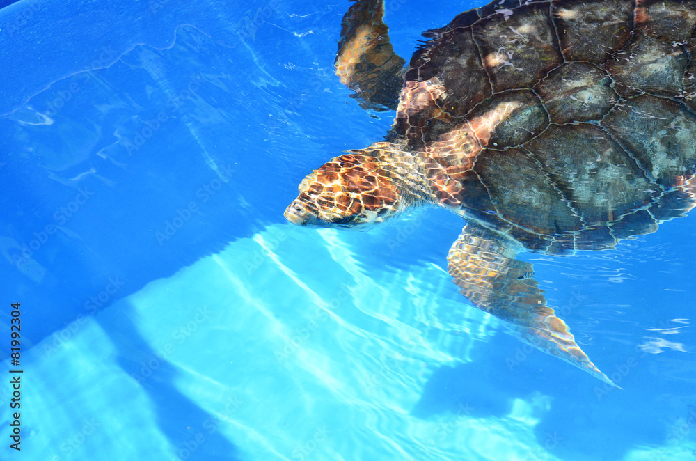 Obraz premium Tartaruga