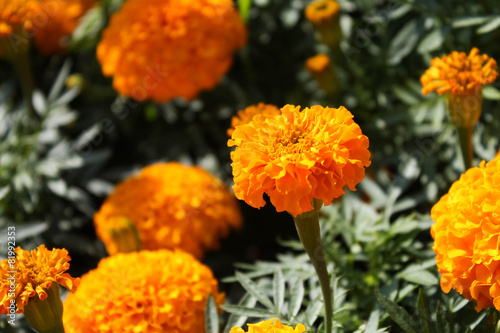 Marigold flower © peeraphont