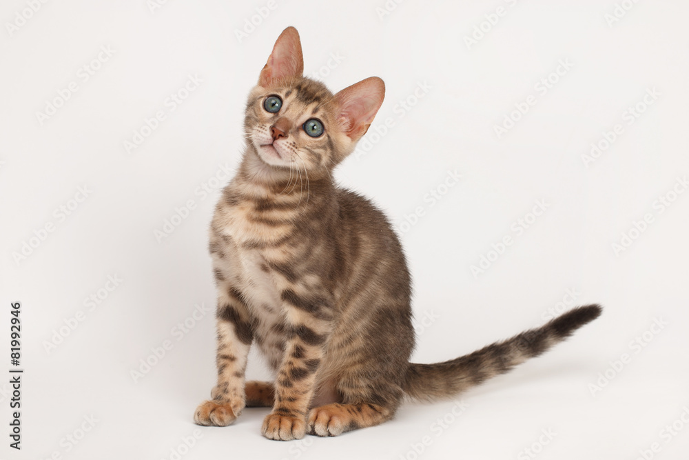 Obraz premium Blue Bengal Kitten