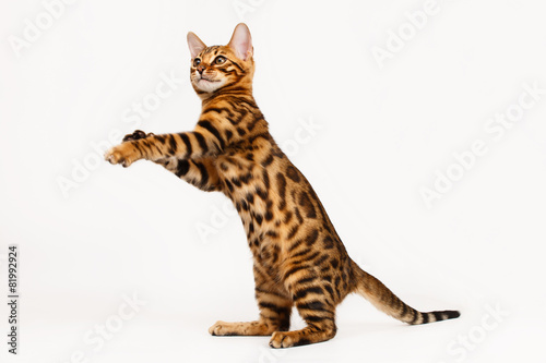 Bengal Cat playing