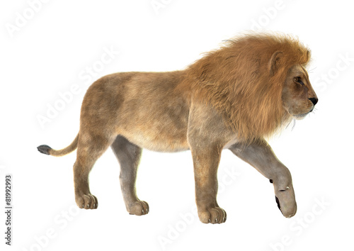 Fototapeta Naklejka Na Ścianę i Meble -  Male Lion