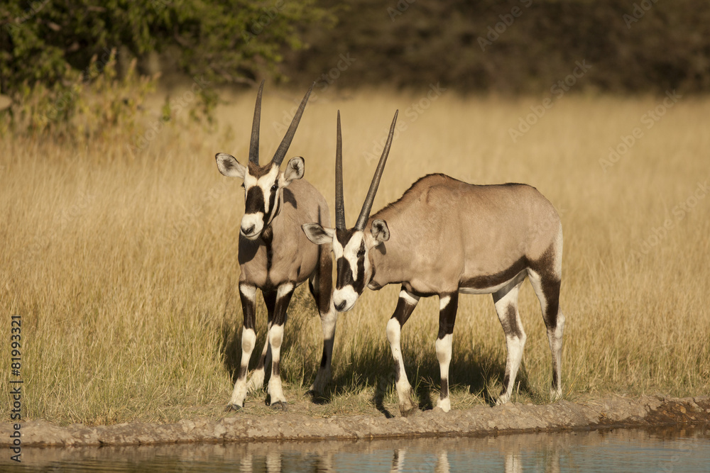 Fototapeta premium oryx