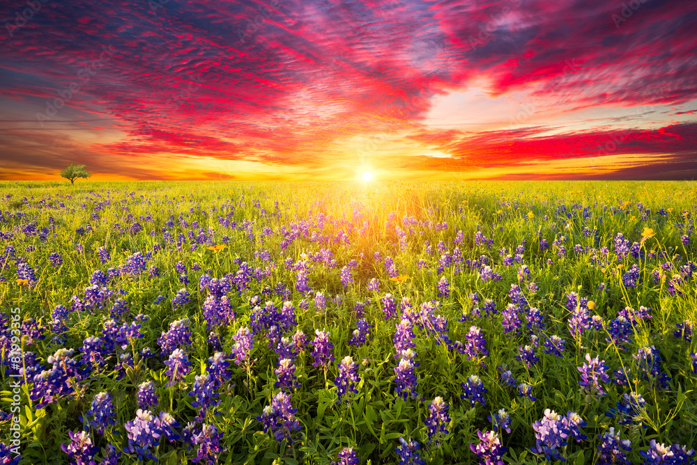 Texas Wildflowers