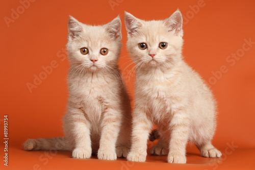 Fototapeta Naklejka Na Ścianę i Meble -  British Shorthair Kittens