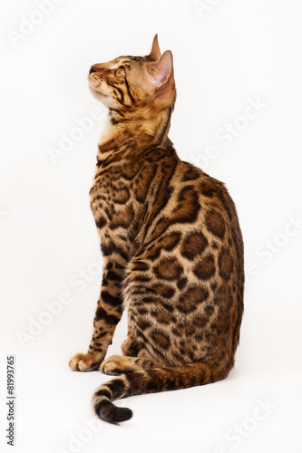 Bengal Cat profile shot