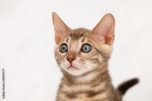 Blue Bengal Kitten