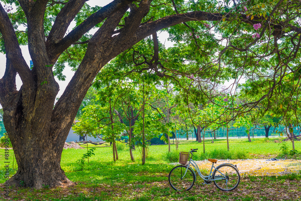 White bicycle on green grass White bicycle on green grass