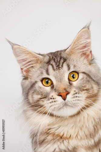 Maine Coon Cat close-up © Kirill Vorobyev