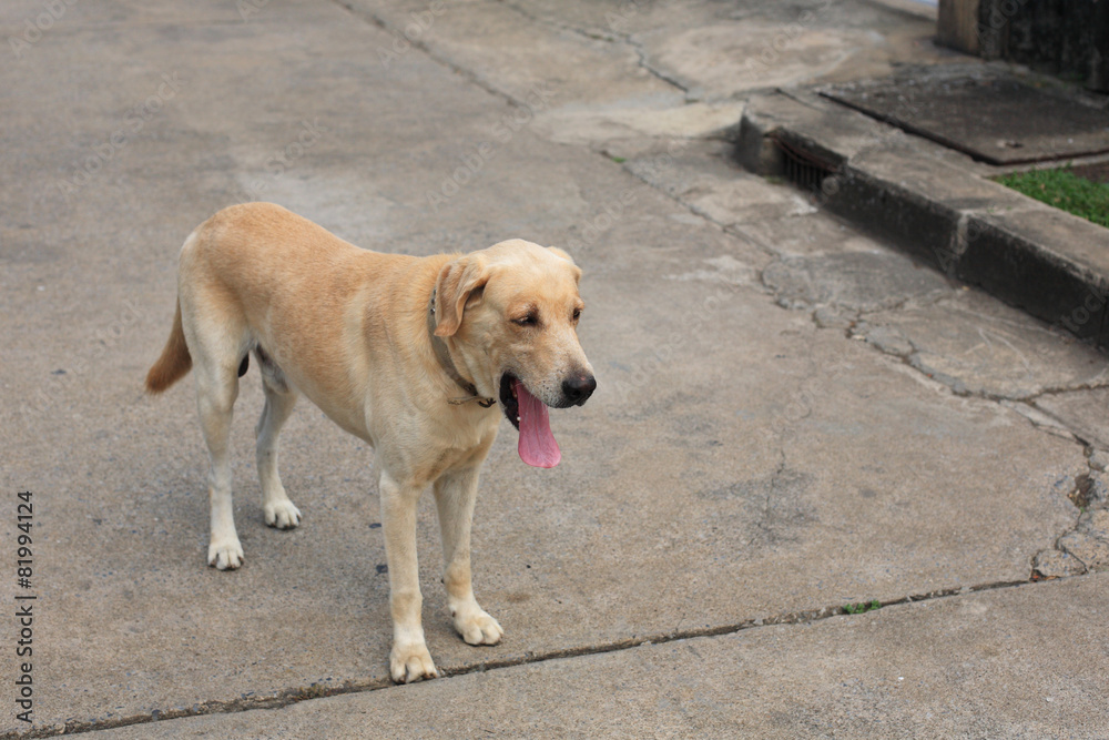 Labrador Retriever standing and yawning Labrador Retriever standing and yawning