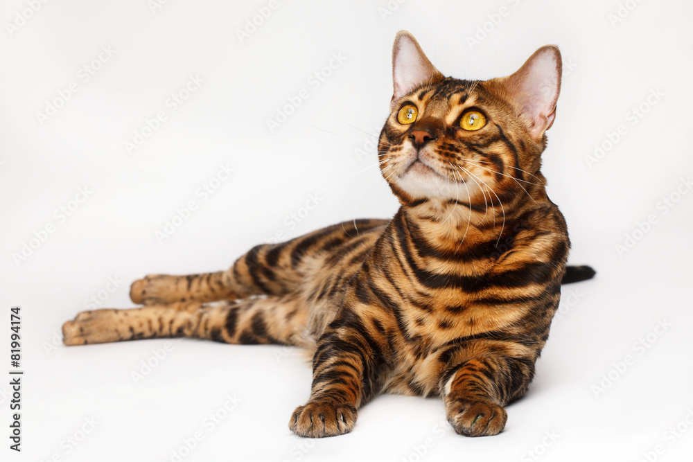 Obraz premium Bengal Cat
