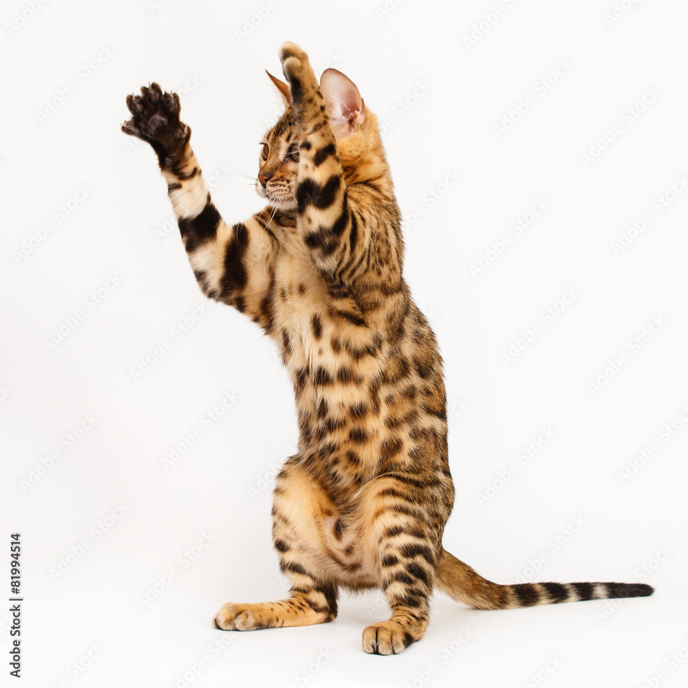 Fototapeta premium Bengal Cat playing