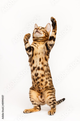 Bengal Cat playing © Kirill Vorobyev