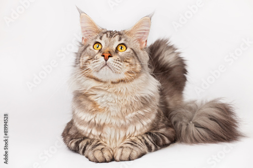 Fototapeta Naklejka Na Ścianę i Meble -  Maine Coon Cat