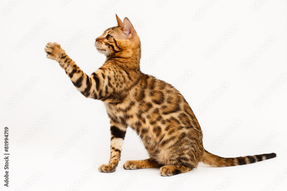 Bengal Cat playing Bengal Cat playing