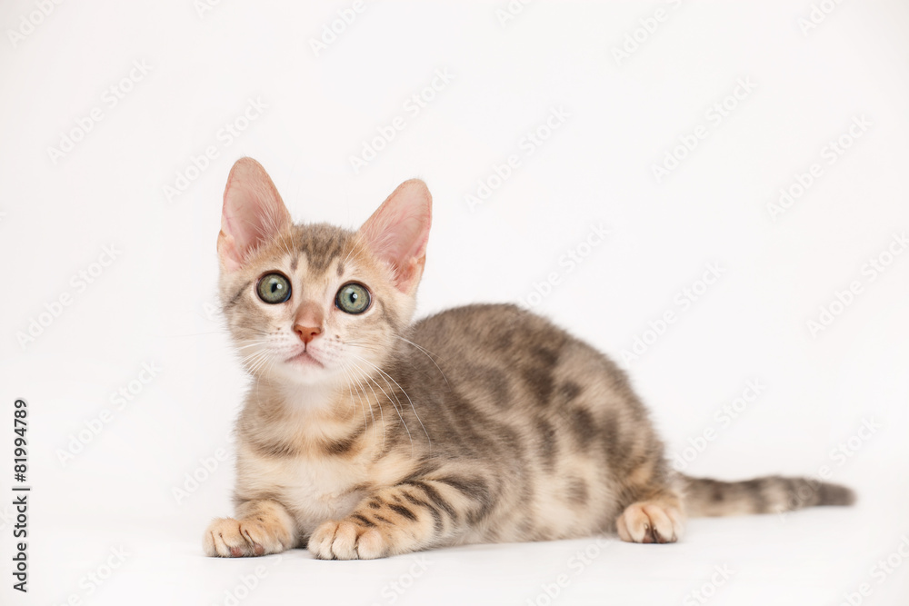 Fototapeta premium Blue Bengal Kitten