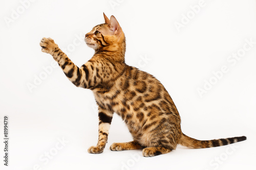 Bengal Cat playing