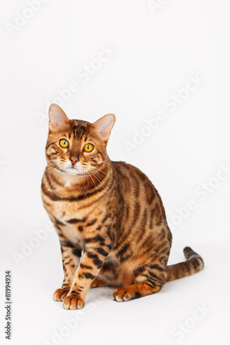 Fototapeta Naklejka Na Ścianę i Meble -  Bengal Cat