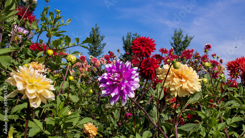 dahlia
