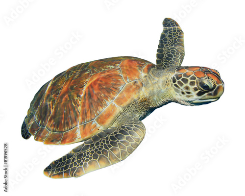 Green Sea Turtle isolated on white background