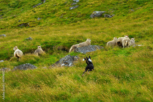 Dog herding sheep through grassy hillside