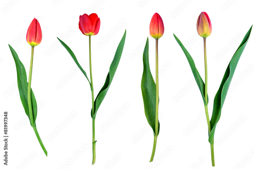 tulips flower set isolated on white close-up clipping path tulips flower set isolated on white close-up clipping path