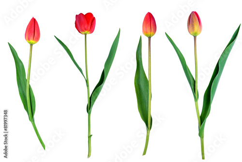 tulips flower set isolated on white close-up clipping path