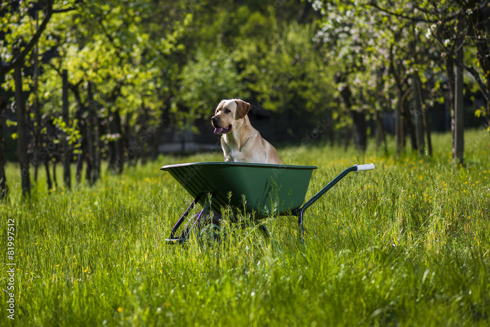 Labrador retriever biondo su carriola