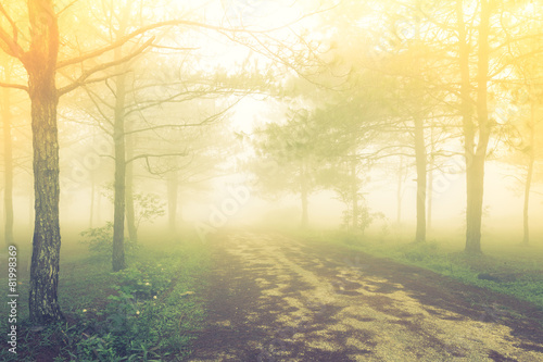 Forest tree during a foggy day ( Filtered image processed vintag