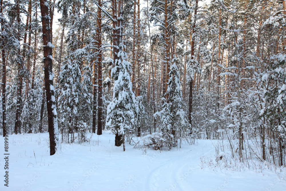 Winter Pine Forest