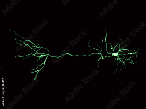 Neuron, pyramidal photo